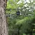 50CAL Propellerschutz für DJI Air 3 Drohne